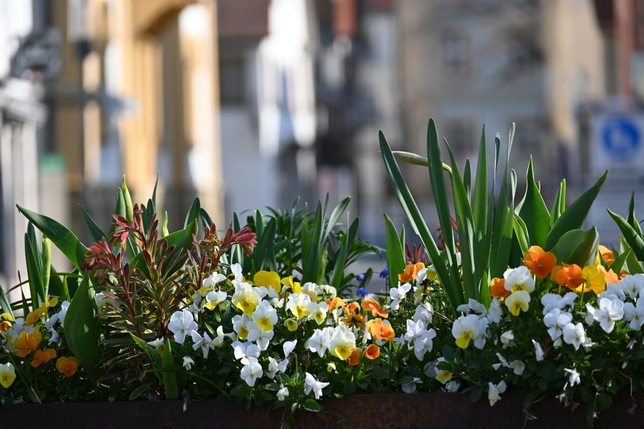 A rectangular flower bed containing a vibrant arrangement of fresh flowers including white, yellow, and orange pansies, interspersed with tall, green leafy plants and foliage with reddish-brown leaves