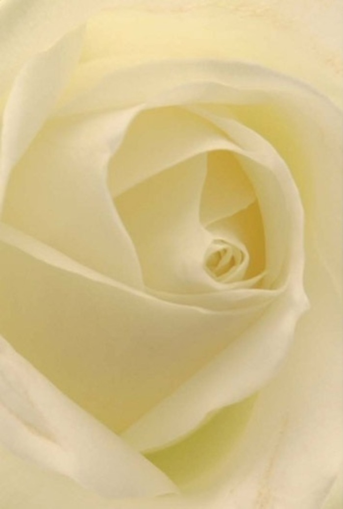 From a florist's perspective here in Harrow on the Hill, the elegance of this classic white rose is immediately striking. Each petal gently overlaps the next, merging shades of antique white and gentle cream that mimic the soft daylight found around Byron Hill Park. The rose's core spirals with near-geometric precision, radiating purity and grace. You can sense its pristine freshness-as if newly gathered from a sheltered garden after a light rain. This is the type of bloom to anchor an anniversary bouquet, express sincere regrets, or take center stage at an elegant wedding within one of the hill's historic venues. The interplay of light and delicate shadow across the petals enhances the flower's depth, with subtle fragrance hinting at Harrow's blooming spring mornings. The arrangement quietly commands attention, offering a timeless message of resilience and refined sentiment that Florists of Harrow on the Hill are renowned for delivering to every occasion, ensuring each gesture feels deeply personal.