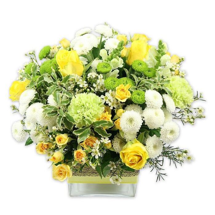 A meticulously arranged, dome-shaped bouquet in happy tones of yellow, white, and fresh green sits in a sturdy, square glass vase, photographed against a seamless white background so that all the colours appear bright and true. The composition feels thoughtfully balanced, as if created by an experienced local florist used to brightening homes around Harrow on the Hill with seasonal flowers. At the centre, classic yellow roses unfold their velvety petals, some open wide and layered like tiny suns, others still in bud, lending a sense of growth and anticipation. Threaded between them are petite yellow spray roses that create soft clusters of colour, giving the design an airy, almost meadow-like quality. White pompom chrysanthemums, dense and perfectly rounded, contribute a plush, cushiony texture, contrasting with the more defined shapes of the roses. Lime green button chrysanthemums punctuate the arrangement with cheerful, globe-shaped heads, while larger, ruffled light green blooms, similar to frilly carnations, provide generous volume and a gentle, clouded outline. A mix of foliage cradles the flowers: broad, variegated leaves with soft cream edges, deep green leaves that add depth, and finer filler greenery that stretches in slender lines, drawing the eye across the bouquet. Tiny white filler flowers, each like a star or a sprinkle of confetti, are scattered throughout, softening any gaps and enhancing the overall lushness. The vase itself is detailed with a rustic band of textured, natural fibre wrapped around its middle, over which a lime green ribbon is neatly tied, echoing the bright greens of the blooms. The arrangement radiates freshness and quiet celebration, ideal as a centerpiece for a Harrow on the Hill dinner table, a thoughtful birthday surprise, or a warm, cheering gift delivered locally.